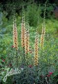 Digitalis ferruginea 'Gigantea'